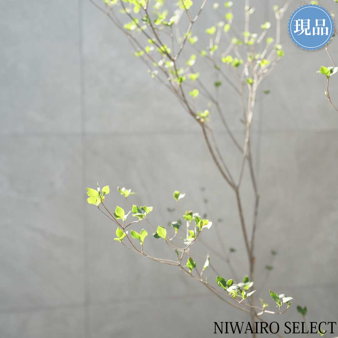 楽天市場】【現品】山採り【アブラツツジ】アブラドウダンツツジ 油