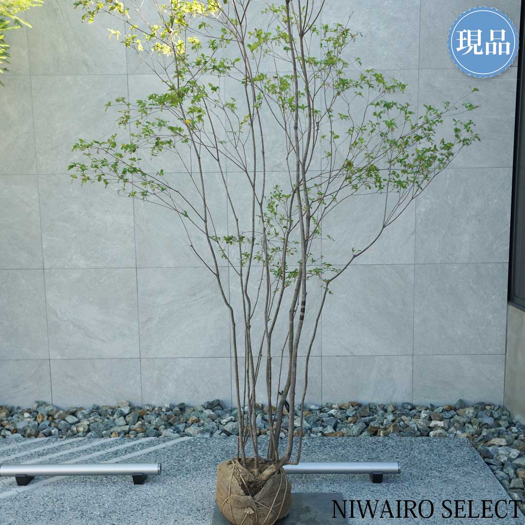 楽天市場】【現品】山採り【アブラツツジ】アブラドウダンツツジ 油