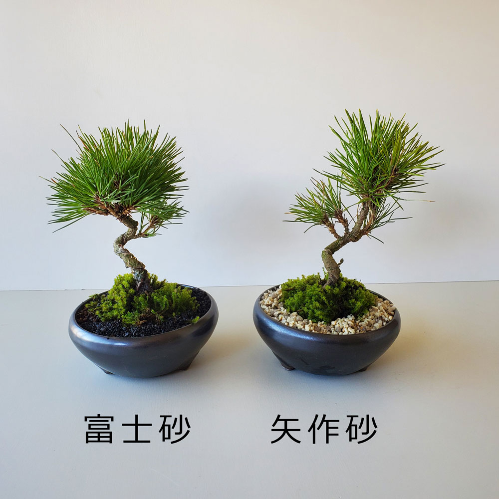 楽天市場】盆栽 黒松 くろまつ 盆栽 万古黒鉢 ぼんさい ボンサイ 松