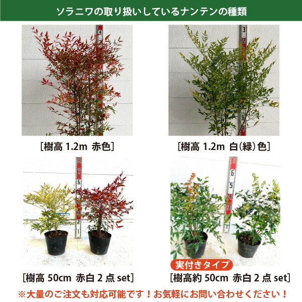 楽天市場】［生産者直送］南天 ナンテン 組み合わせ自由！2点セット