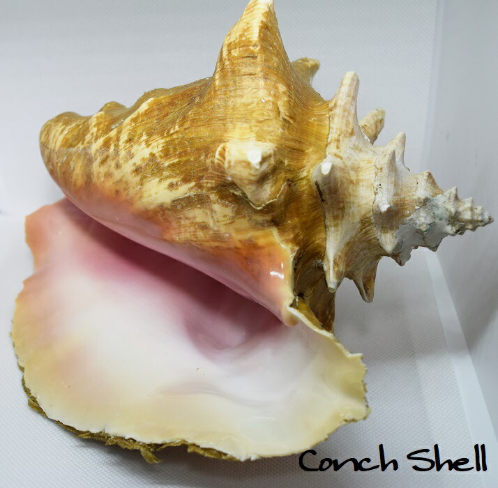 楽天市場】コンクシェル/母貝/ピンク/ディスプレイシェル/天然貝/送料
