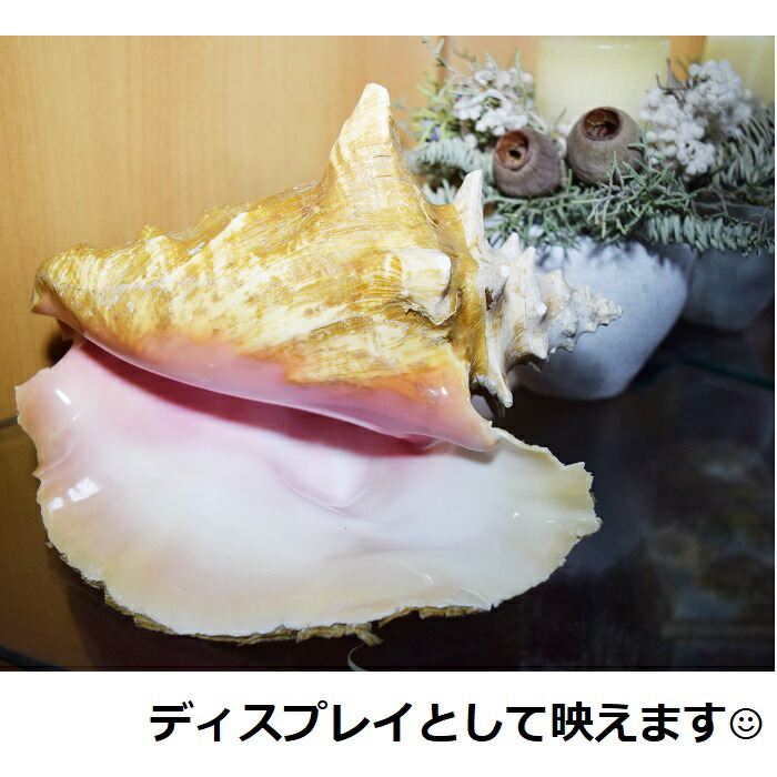 楽天市場】コンクシェル/母貝/ピンク/ディスプレイシェル/天然貝/送料