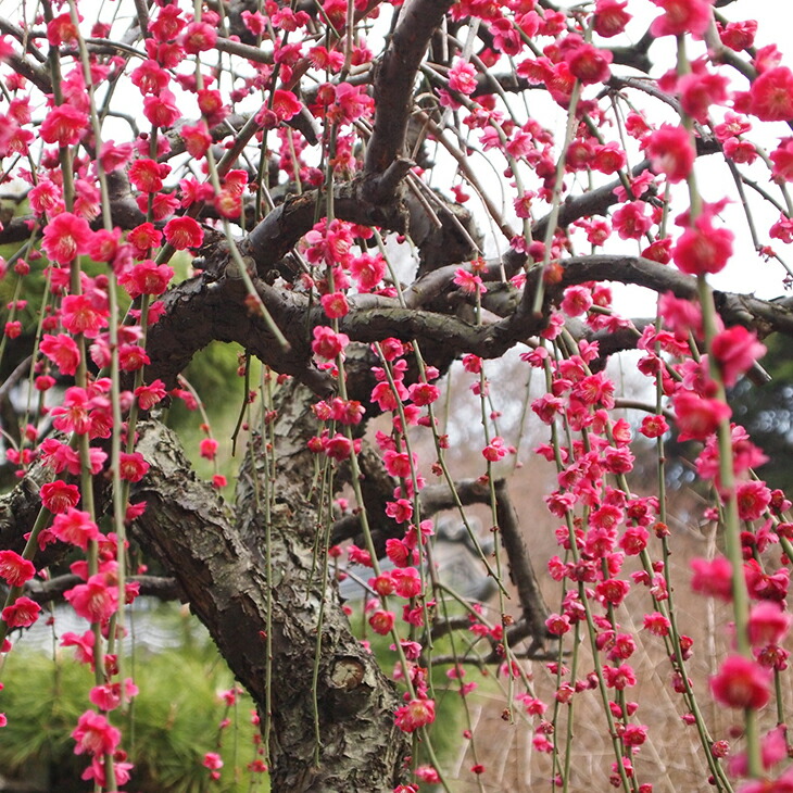 楽天市場】[楽天市場店限定価格] ◇グリGO!ガーデニング応援祭◇ 花梅