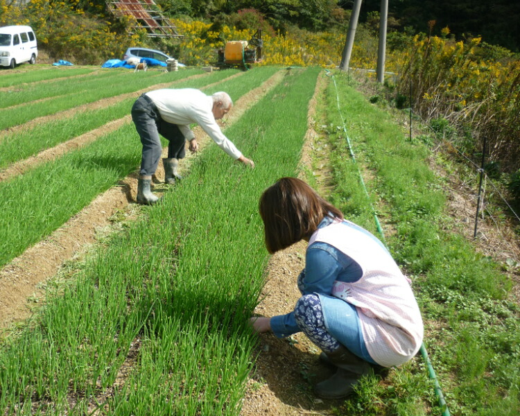 楽天市場】【予約商品】淡路島産たまねぎ苗早生品種レクスタ