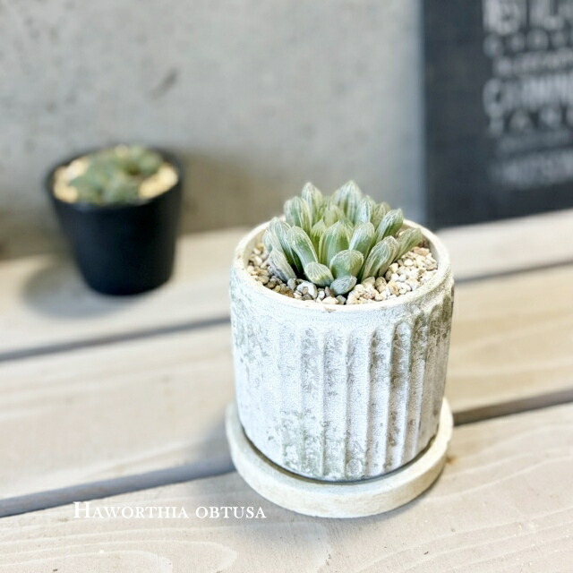 楽天市場】ルビースター ハオルチア属【ジュエルプランツ】 多肉植物