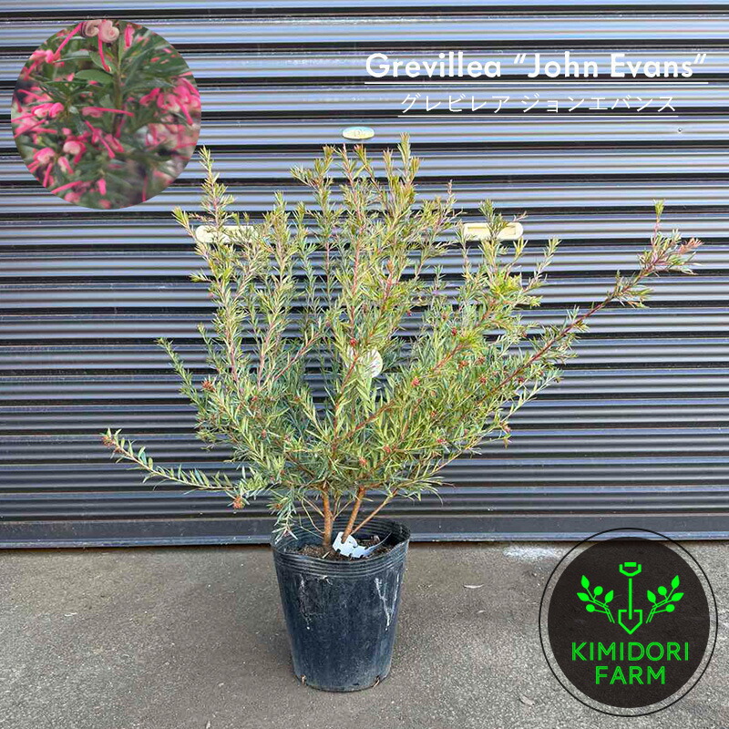 楽天市場】グレビレア ジョンエバンス グレヴィレア ネイティブ