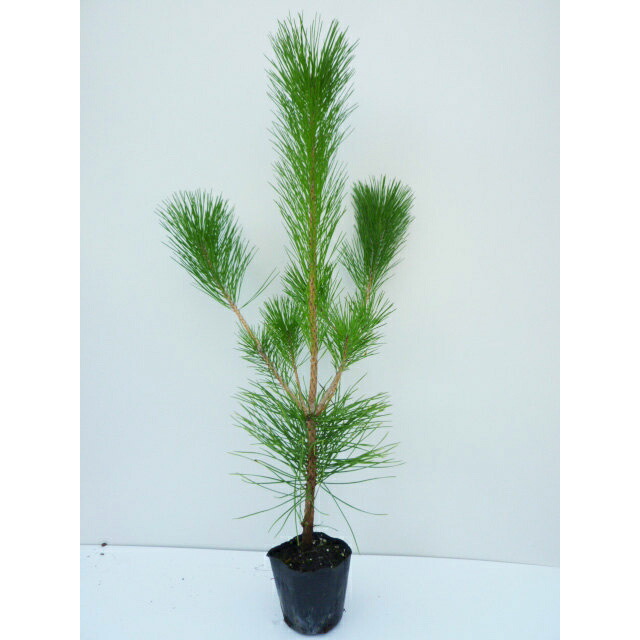 黒松 クロマツ」の人気商品一覧 | 安い商品を通販サイトから探す