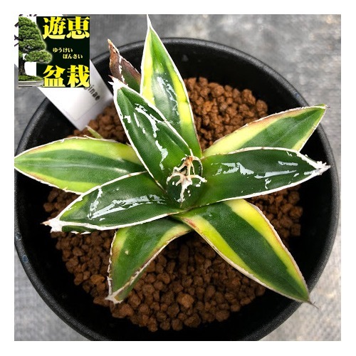 楽天市場】多肉植物：アガベ 輝山（きざん）*S 幅8cm : 遊恵盆栽