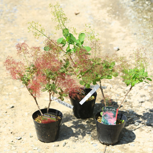 楽天市場】庭木苗・植木苗：スモークツリー*（リトルルビー)or（レッド