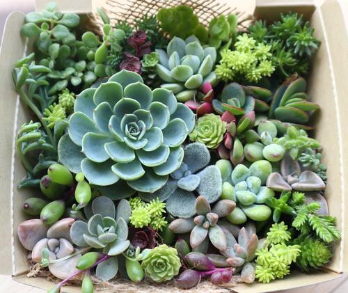 楽天市場】多肉植物 おまかせカット苗セット : ハナミドリ 楽天市場店