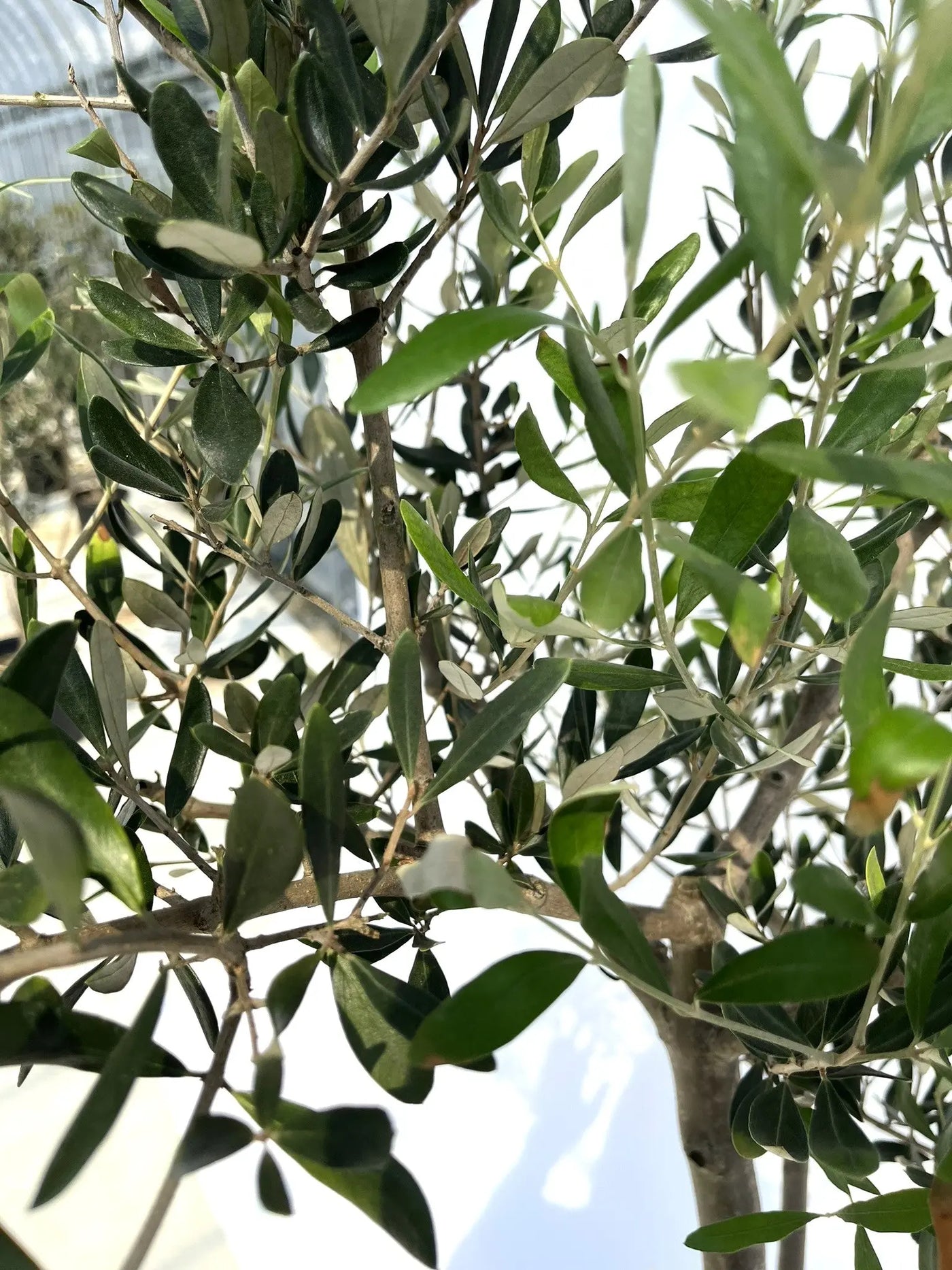 ルッカ Lサイズ 約180cm NO.10282 オリーブの木 - 株式会社鶴亀園