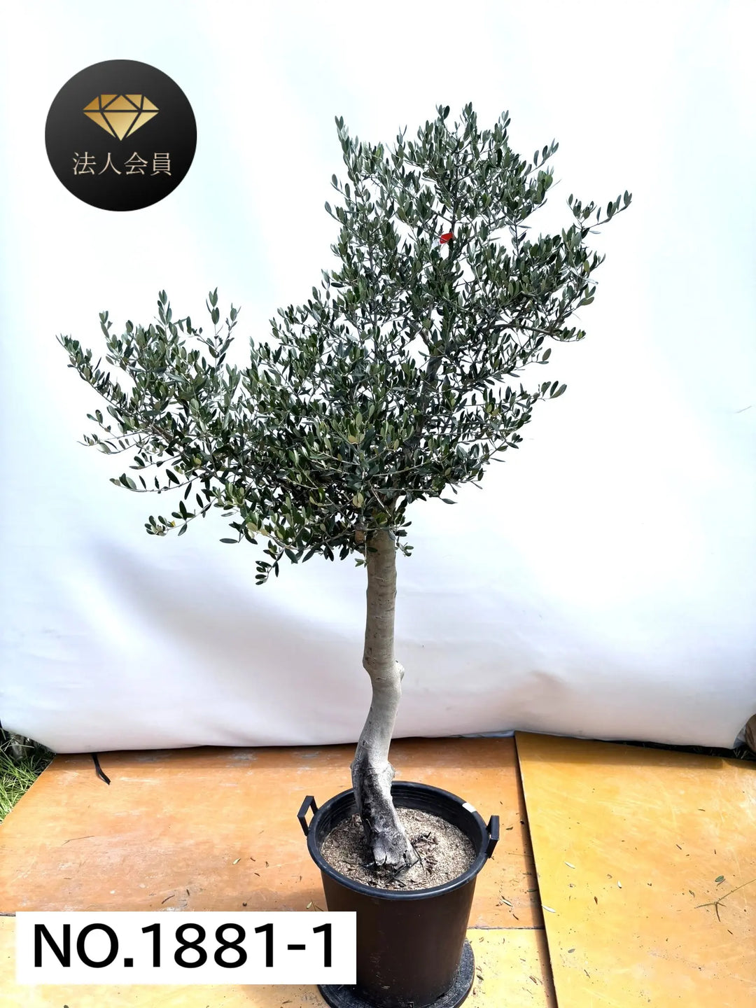 法人限定】ルッカ（オリーブの木）｜XL｜NO.1881｜約200cm｜人気・寒冷