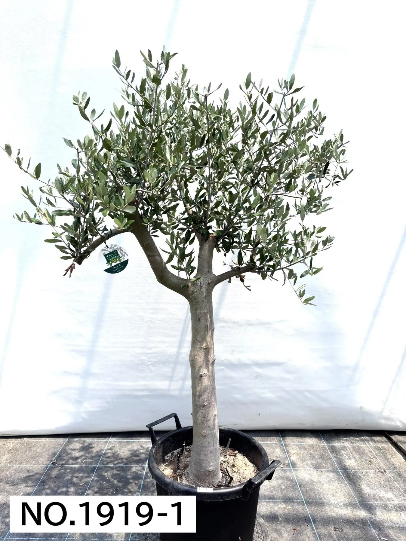 1919_1_1800x1800.jpg?v=1753117552