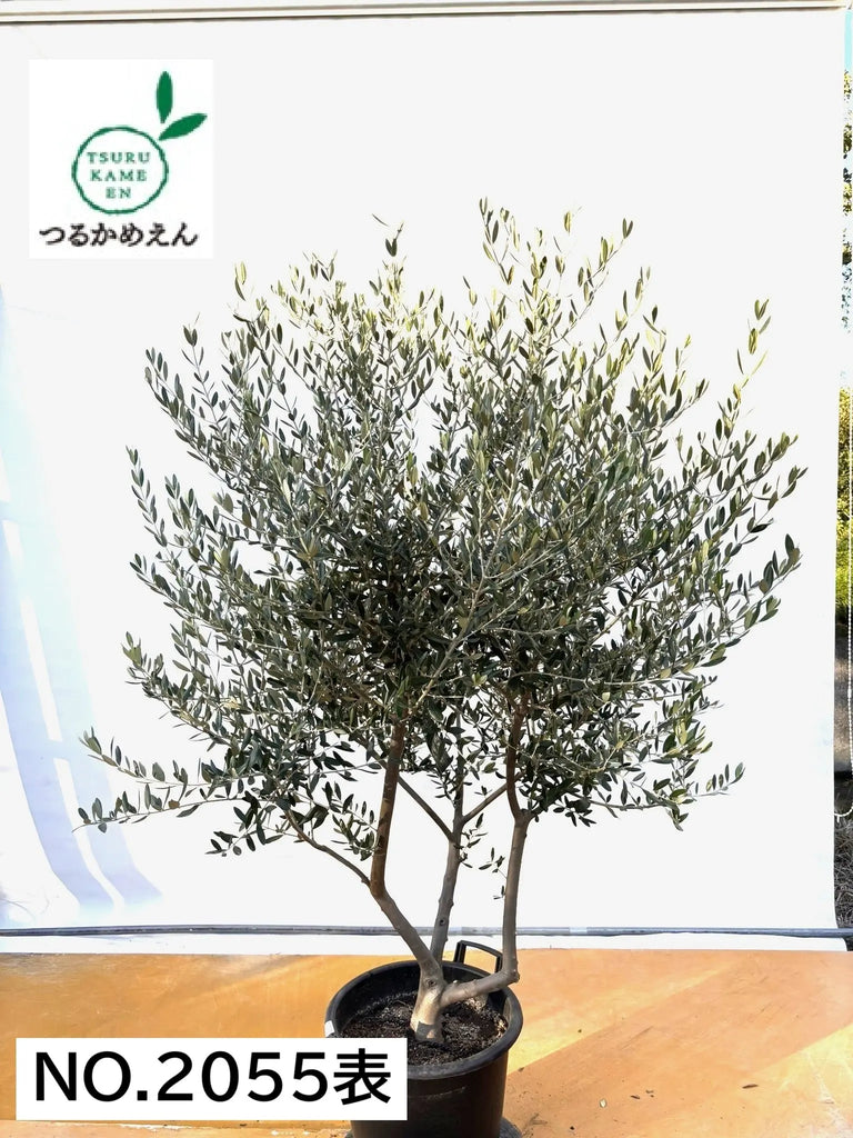 NEWタジャスカ（オリーブの木）｜XLサイズ｜NO.2055｜約180cm｜寒冷地