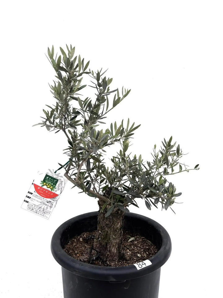 ホジブランコ Lサイズ 約70cm K-84 オリーブの木 古木 - 株式会社鶴亀園