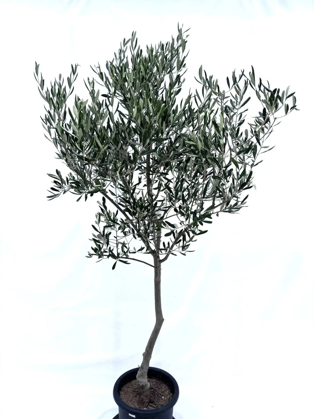 NEWルッカ（オリーブの木）｜Lサイズ｜No.10621｜約200cm｜人気・寒冷