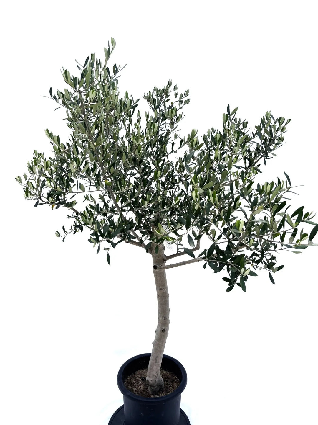 NO.10584-1_1080x.jpg?v=1753116375