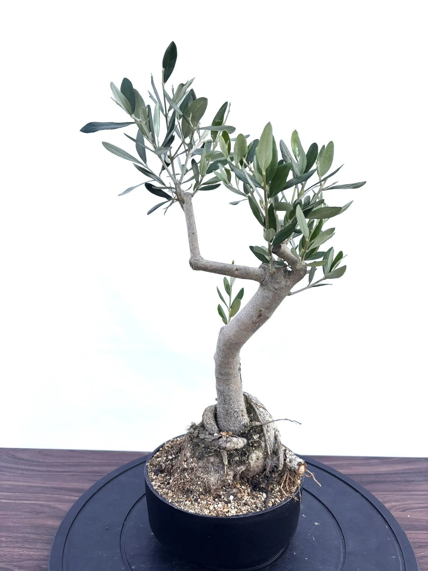 オリーブの木 ルッカ 約180cm NO.2001 大型 人気品種 現品掲載