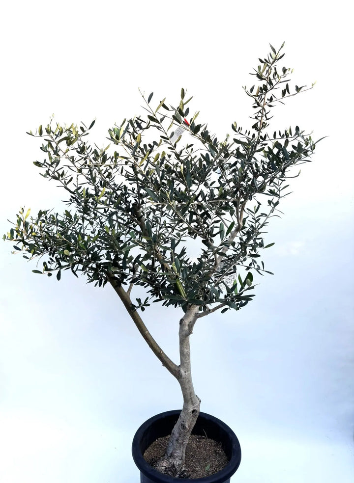 ルッカ Lサイズ 約140cm K-168 オリーブの木 人気品種 - 株式会社鶴亀園