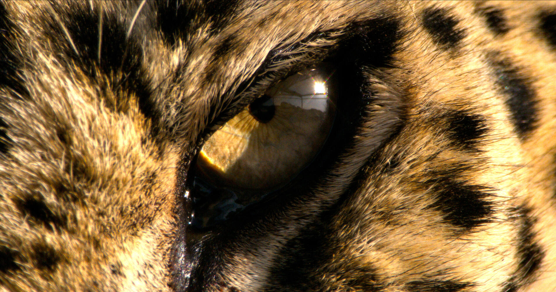 Horizon: Saudi Arabia's Animal Kingdom » TVF International