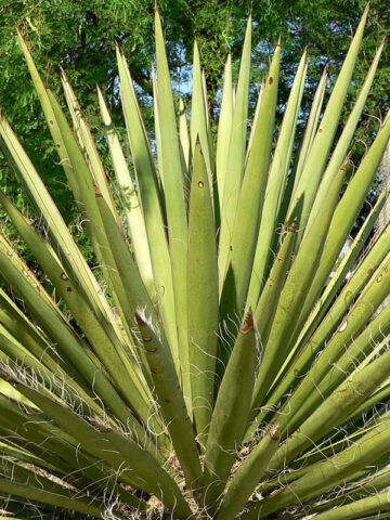 Spanish Dagger Yucca (yucca torreyi) – Urban Tropicals