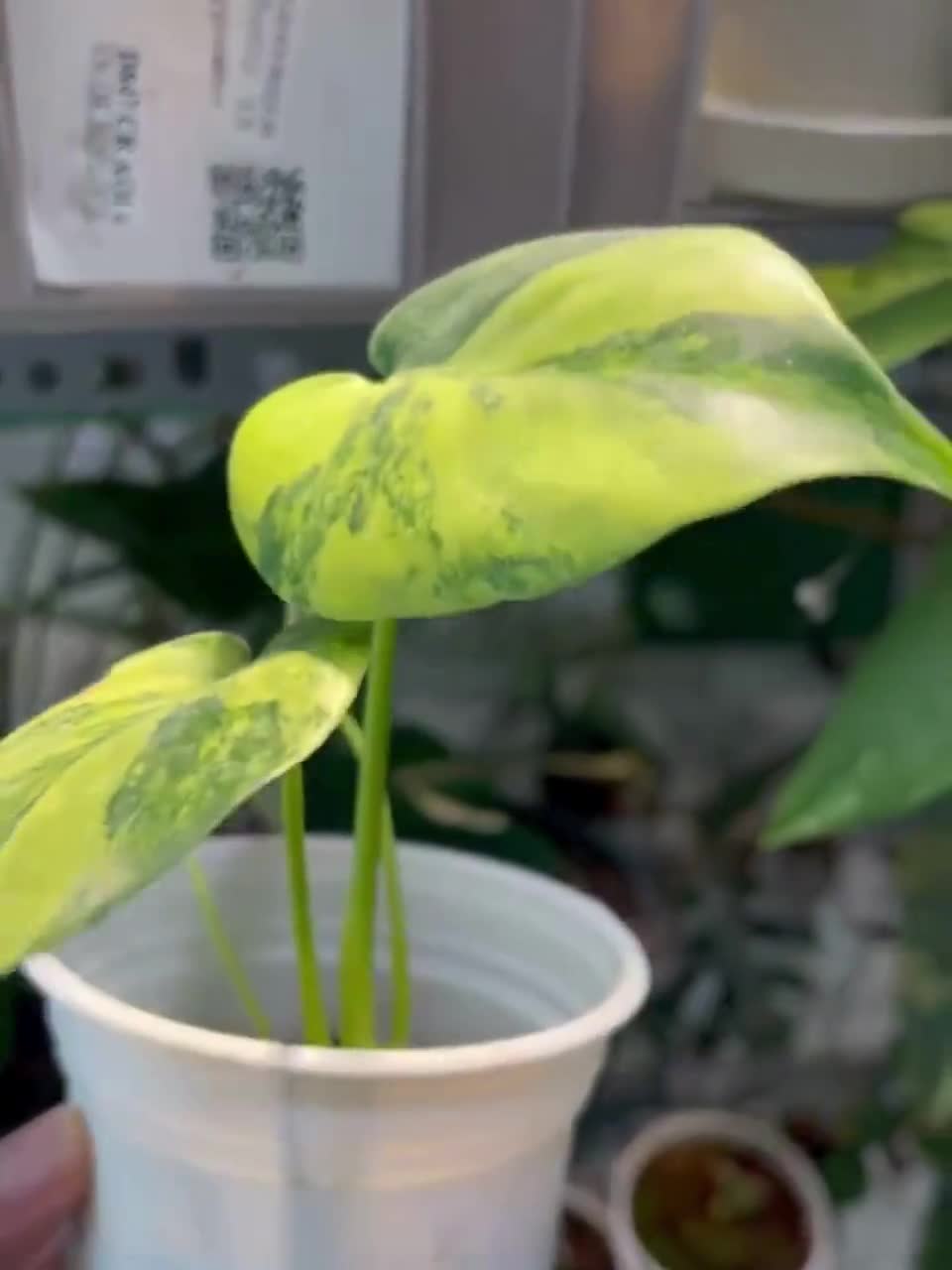 Variegated Yellow Marilyn Monstera Plant, 4