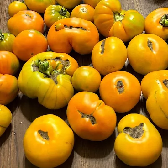 Exserted Orange Tomato - Victory Seed Company