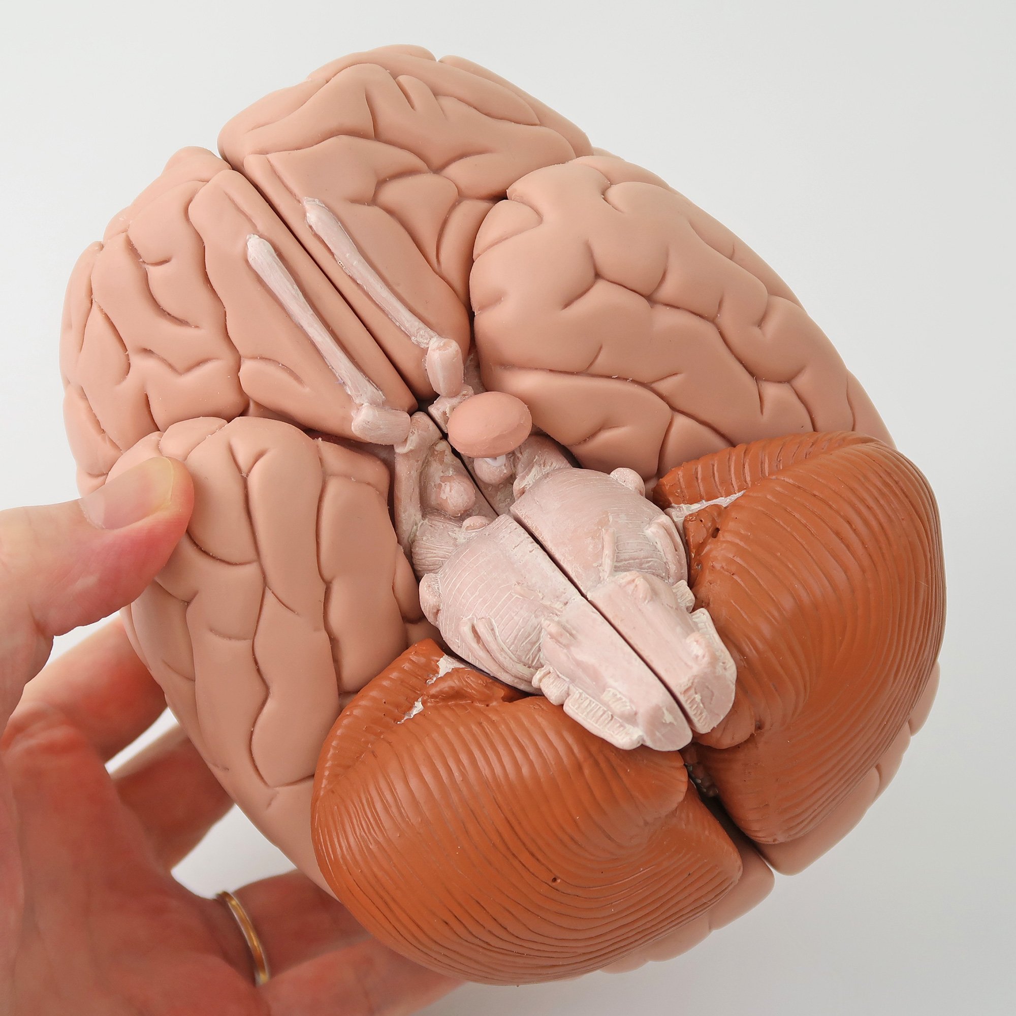 脳，8分解モデル | 日本スリービー・サイエンティフィック