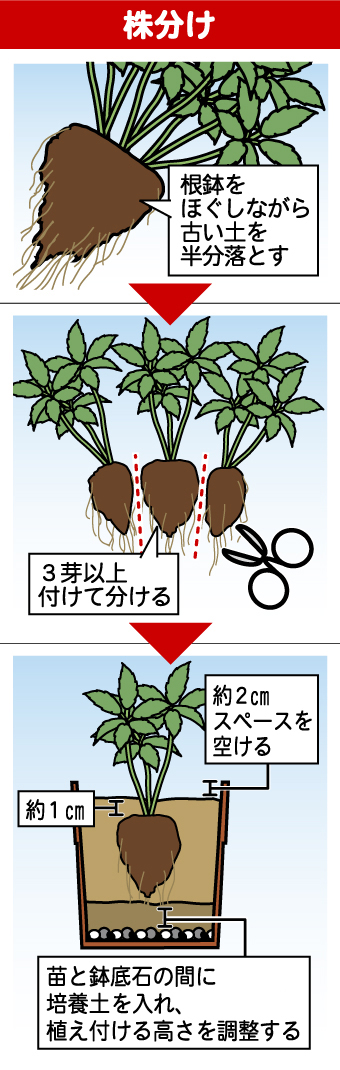 クリスマスローズの育て方 - 園芸特集 - 株式会社 東 商