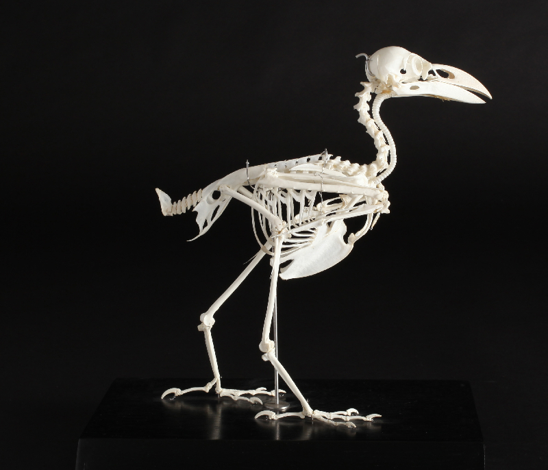 アキハクコレクション 秋田県立博物館