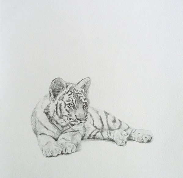 トラ」 by sika｜Artmeter｜暮らしを彩るアートが、きっと見つかる