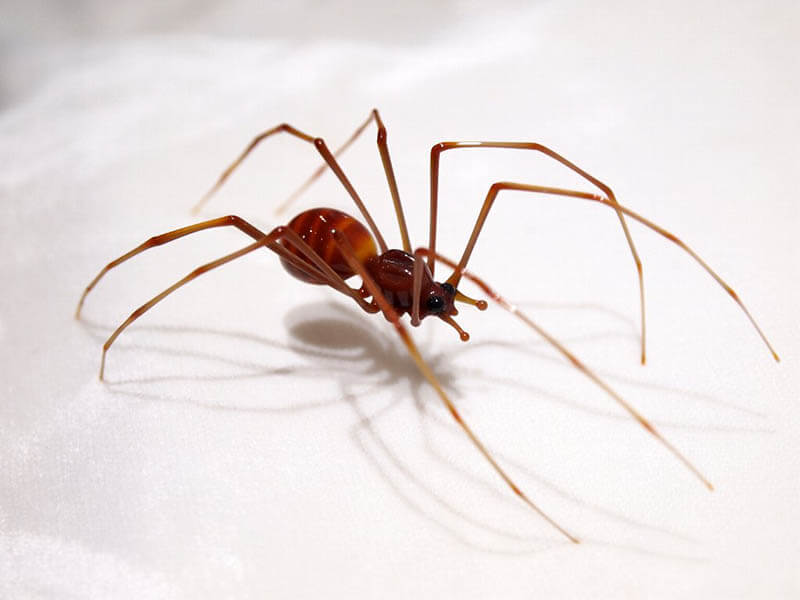 ヴィットリオ・コスタンティーニの世界 －ガラスの宝石 鳥・昆虫・魚が