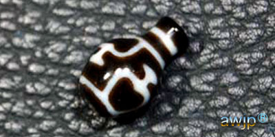 宝瓶天珠 (寶瓶天珠) | チベット天珠専門店 awjp