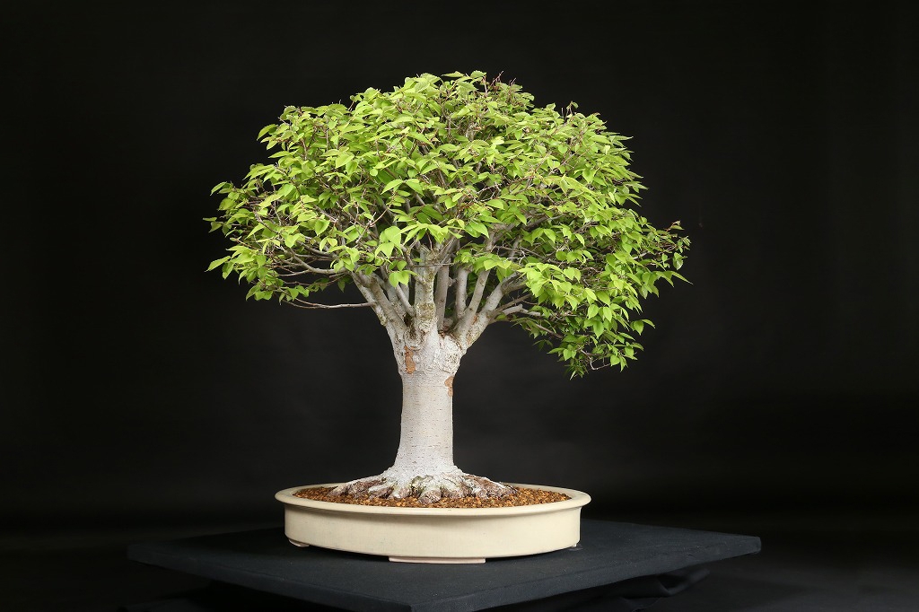 ケヤキ 約80年 | 雨竹亭オンラインショップ