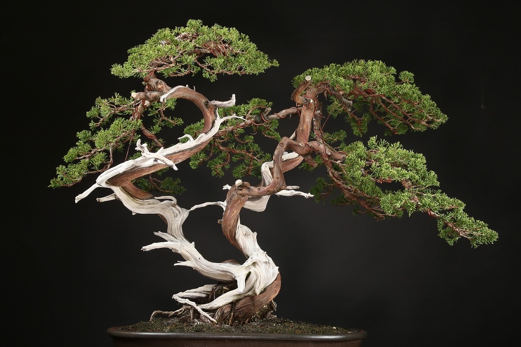 真柏 約150年 | 雨竹亭オンラインショップ