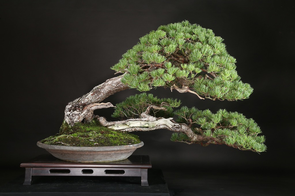 五葉松 約200年 | 雨竹亭オンラインショップ