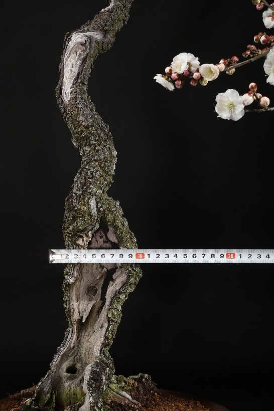 梅（思いのまま）約50年 | 雨竹亭オンラインショップ