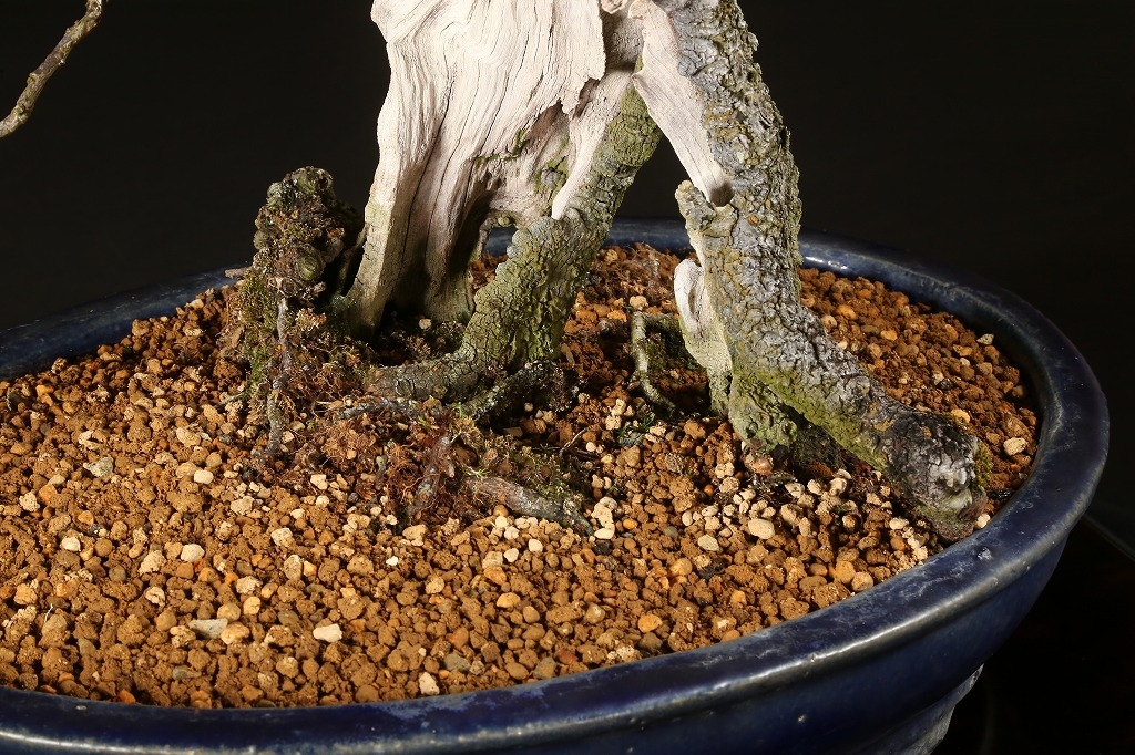 野梅（白一重咲）約100年 | 雨竹亭オンラインショップ