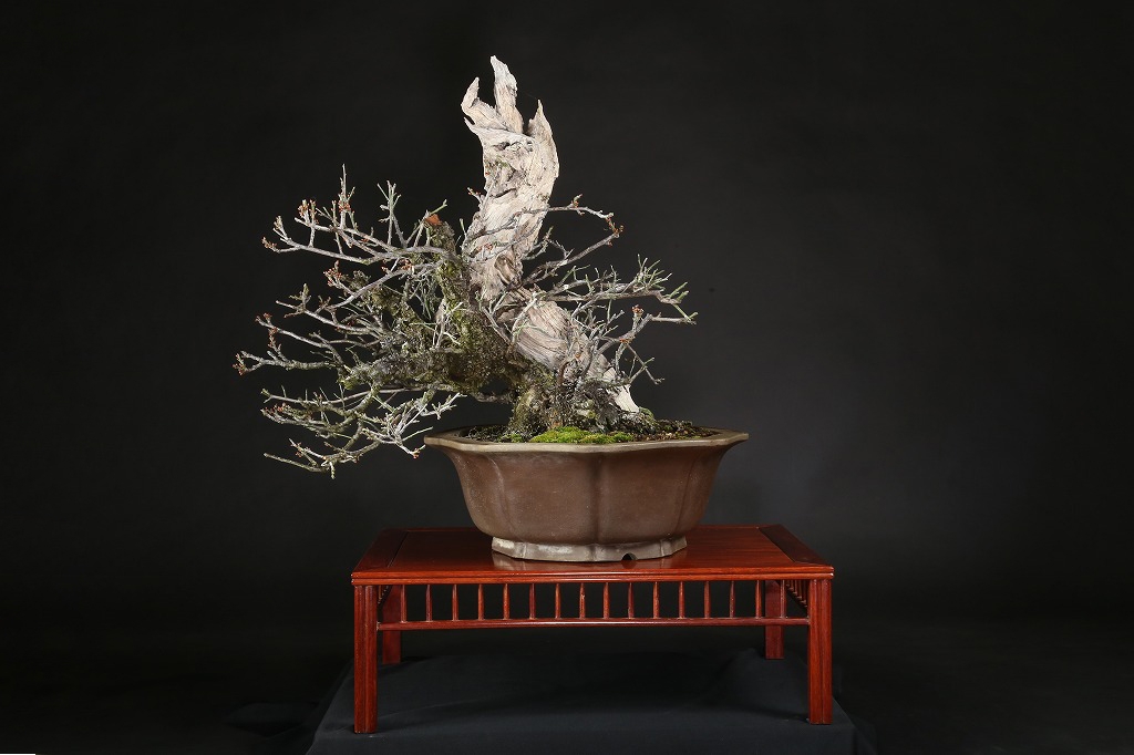 野梅（一重白花）約80年 | 雨竹亭オンラインショップ