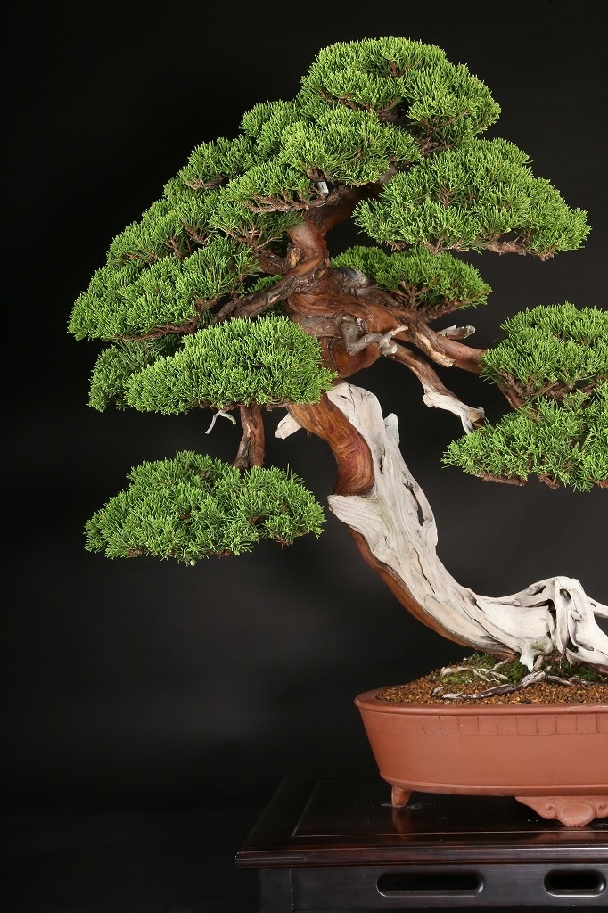 糸魚川真柏 約200年 | 雨竹亭オンラインショップ