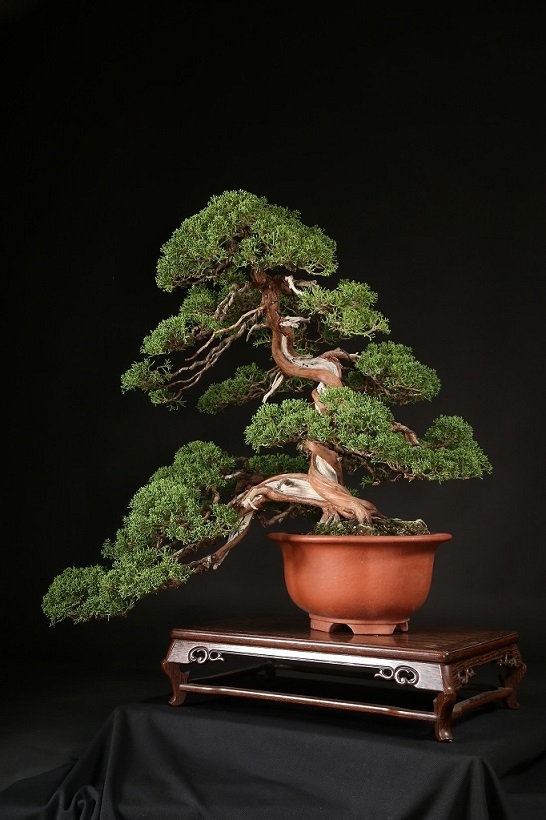 糸魚川真柏 約70年 | 雨竹亭オンラインショップ