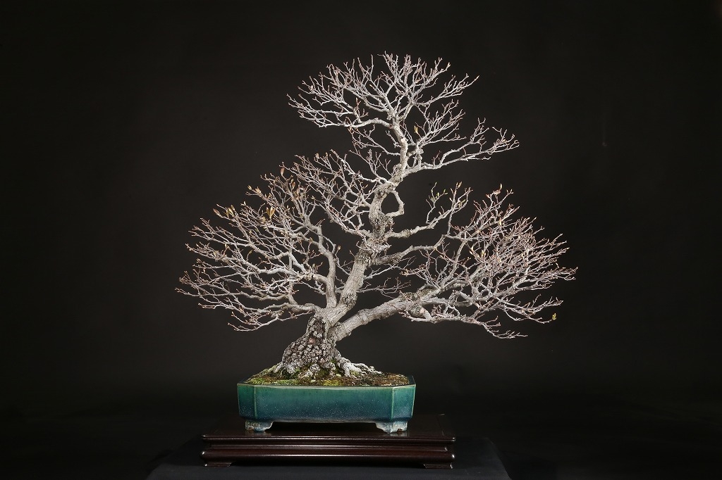 日本カマツカ 約70年 | 雨竹亭オンラインショップ