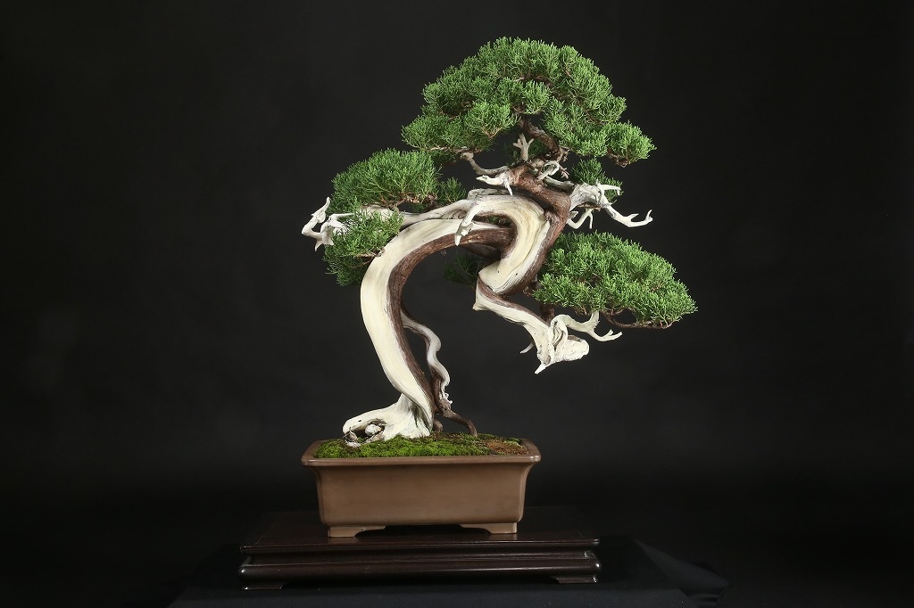 糸魚川真柏 約120年 | 雨竹亭オンラインショップ