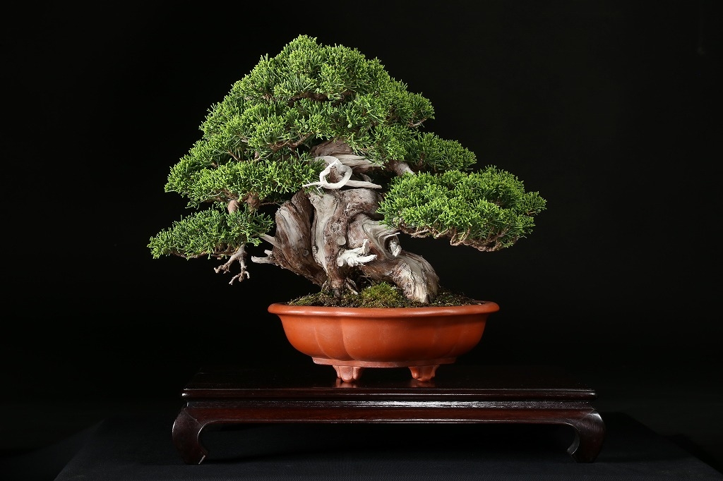 糸魚川真柏 約50年 | 雨竹亭オンラインショップ