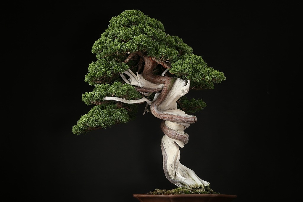 真柏 約200年 | 雨竹亭オンラインショップ