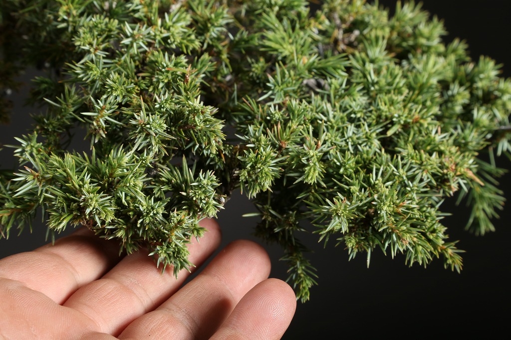 杜松 約150年 | 雨竹亭オンラインショップ