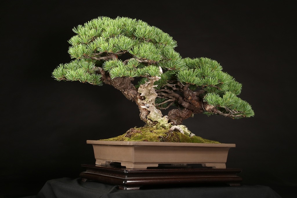 五葉松（那須娘）約60年 | 雨竹亭オンラインショップ