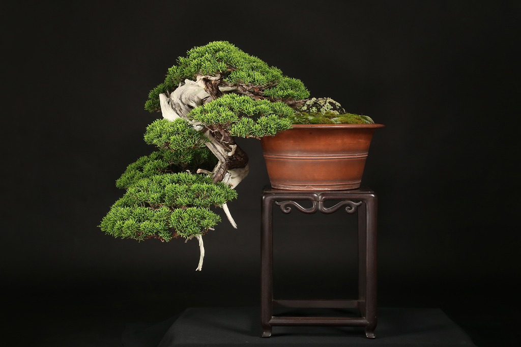 真柏 約120年 | 雨竹亭オンラインショップ