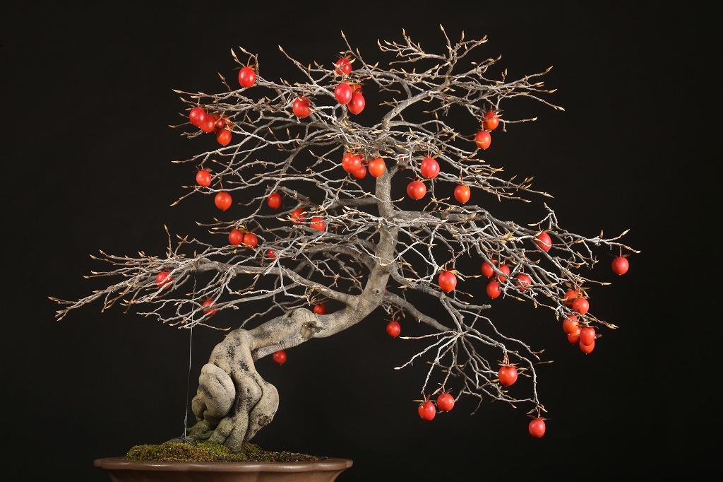 老爺柿 約70年 | 雨竹亭オンラインショップ