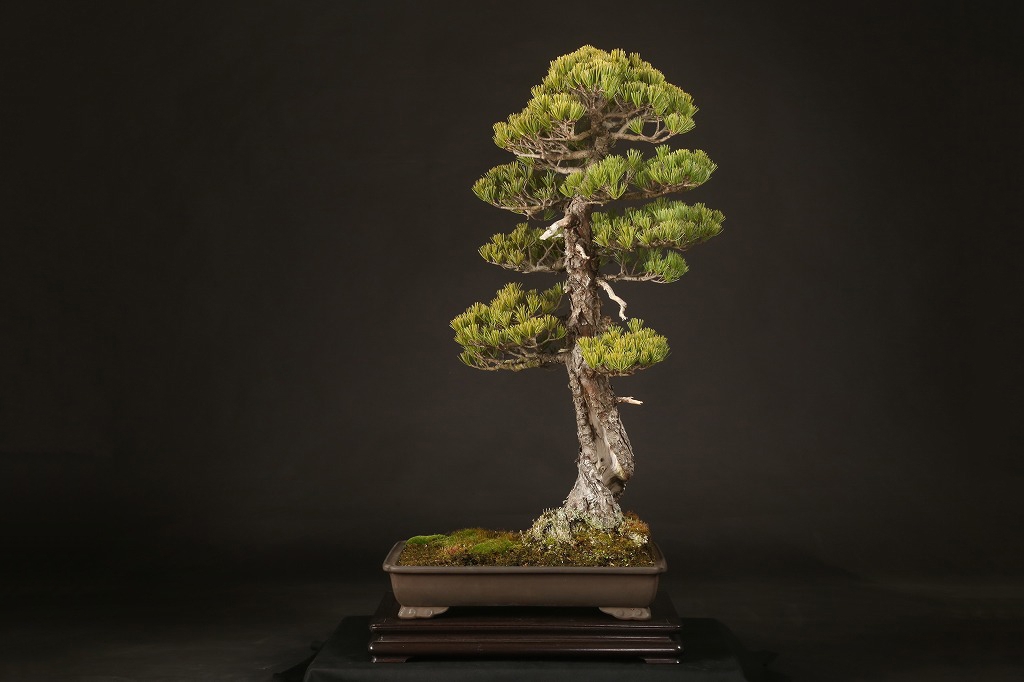 五葉松 約100年 | 雨竹亭オンラインショップ